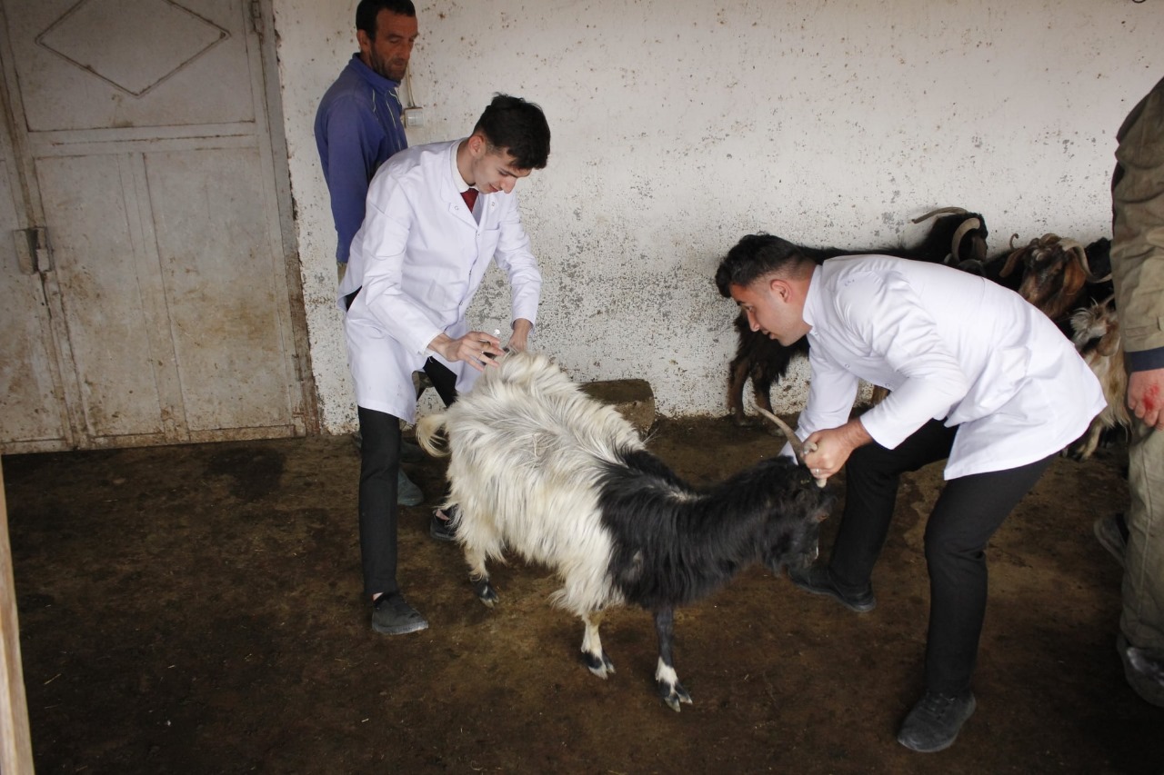 Faculty and Students of Nakhchivan State University Conduct Animal Vaccination