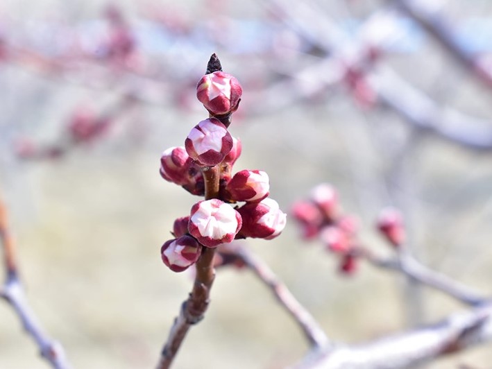 Tree Planting Initiative